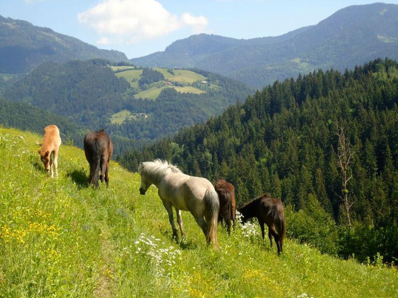 Camping Naturplac Na Skali Ljubno Kültér fotó